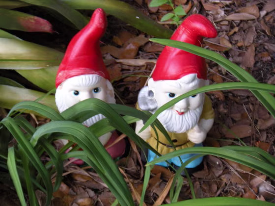 Gnomes hiding in my yard.